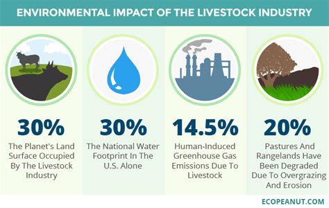 Environmental Impact of Meat - The Shocking Truth - Eco Peanut