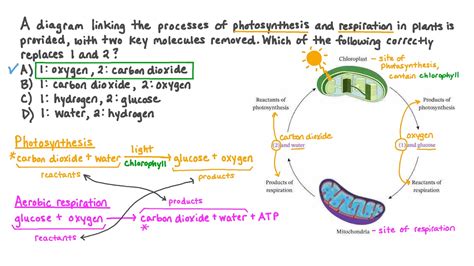 Cellular Respiration Reactants And Products Chart