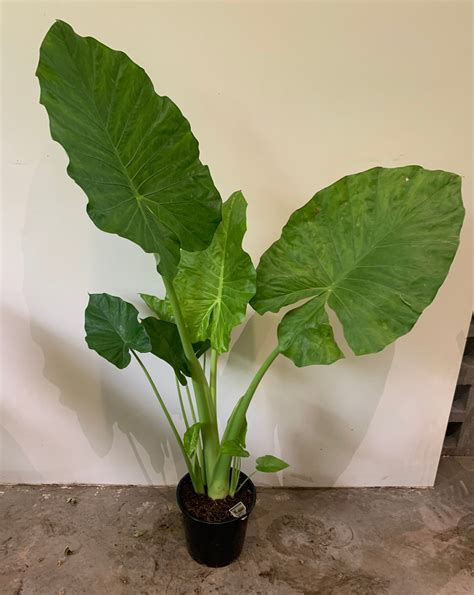 Buy Alocasia Elephant Ears Macrorrhiza 30cm, Indoor Plant | My Jungle Home