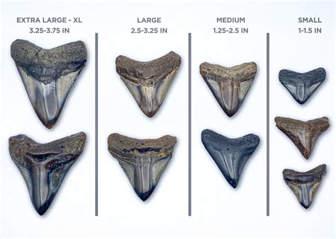 Megalodon Tooth Chart