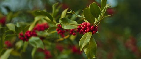 Download wallpaper 2560x1080 holly, berries, branch, leaves, blur ...