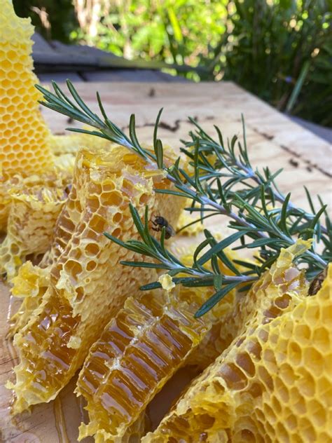 Comb built on lid Beekeeping, Honeycomb, Lidded, Fresh, Honeycombs ...