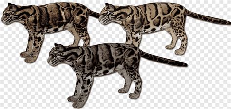 Bengal cat California spangled Wildcat Leopard Zoo Tycoon 2, clouded leopard, mammal, cat Like ...