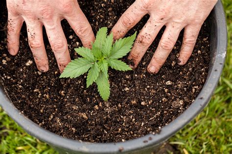 How to grow autoflowering cannabis outdoors? - Auto Seeds