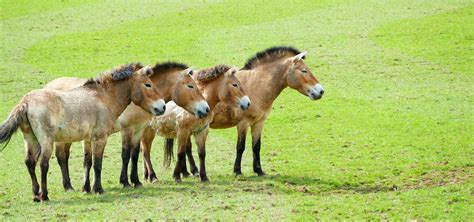 30 Facts About The Mongolian Horse (a.k.a Przewalski's Horse or Takhi)