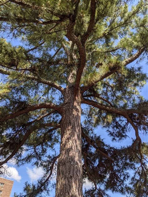 Moon Trees – Athens Historical Society