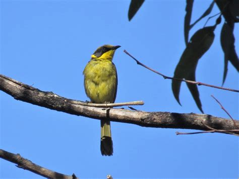 eBird Checklist - 12 Nov 2022 - Werakata State Conservation Area - 17 species