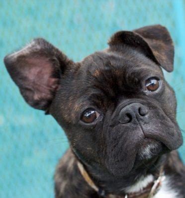 All you need to know about the Bugg, the Boston Terrier Pug Mix - Animalso