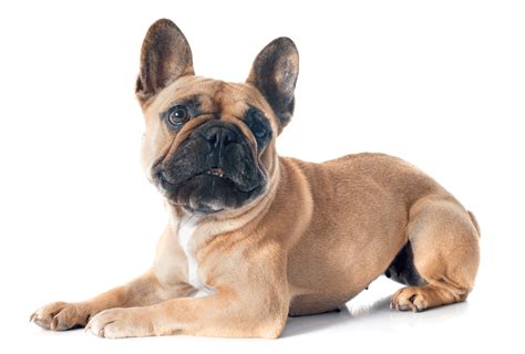 French Bulldog Colors – All Frenchie Colors Explained | PawLeaks