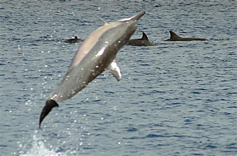 Spinner Dolphin – Stenella longirostris - Aquatic Mammals