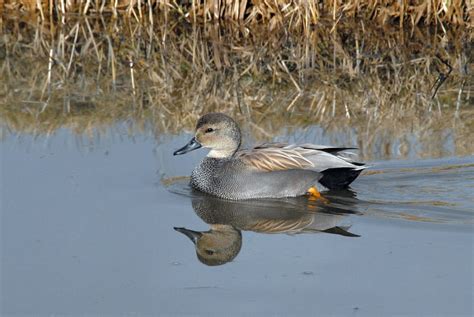 Gadwall - eBirdr