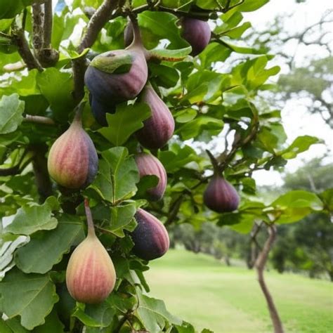 From Planting to Harvest: A Step-by-Step Guide to Caring for Your Fig Tree in Ontario, Canada ...