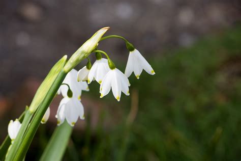 Snowdrops Free Stock Photo - Public Domain Pictures