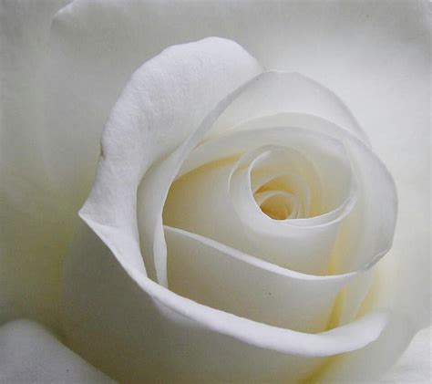White rose, cool, leaves, love, new, petals, romance, romantic, HD wallpaper | Peakpx