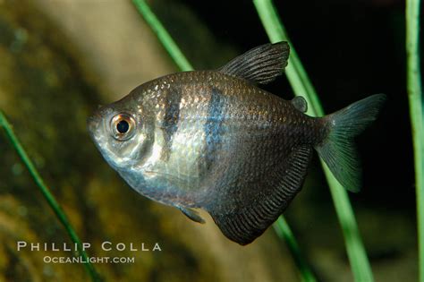 Black Tetra Photo, Stock Photograph of a Black Tetra, Gymnocorymbus ...