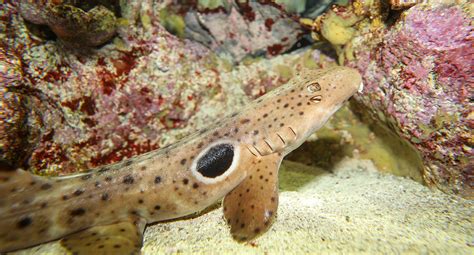 Epaulette Shark - New England Aquarium