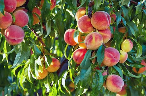 Prunus 'Elberta' Peach Tree 10" Pot - Hello Hello Plants