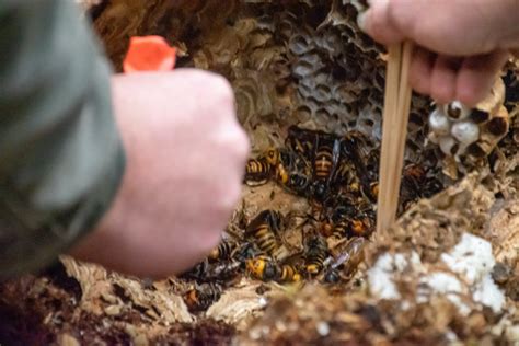 200 queens found in single 'murder hornet' nest destroyed by US authorities - Science News