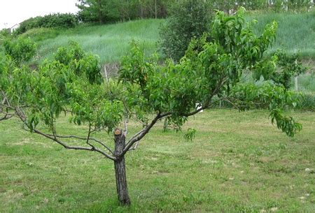 Pruning Peach Trees with Simple Instructions and Pictures