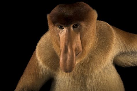 Proboscis Monkey wallpapers, Animal, HQ Proboscis Monkey pictures | 4K Wallpapers 2019