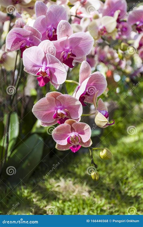 Pink and purple orchids stock photo. Image of beauty - 166446568