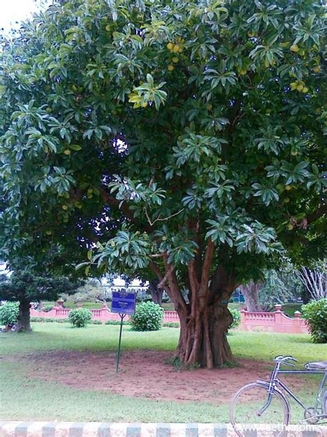 Unique Elephant Apple Tree at Lal Bagh Botanical garden in Bangalore ...