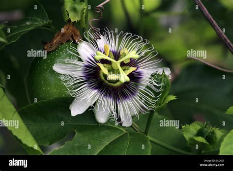 Passiflora edulis hi-res stock photography and images - Alamy