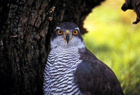 Wildlife in Asturias Natural Paradise - Where is Asturias