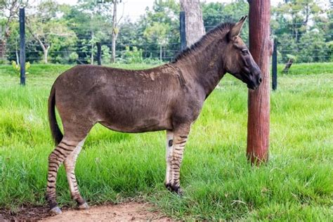 Zonkey - Facts and Beyond | Biology Dictionary