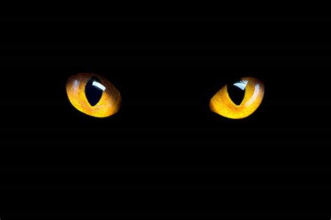 Orange cat eyes glow in the dark on a black background. - Orlando Celebration Gardens