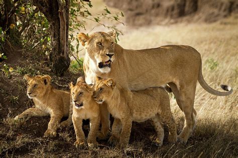 Lioness with three cubs Photograph by Ozkan Ozmen | Pixels