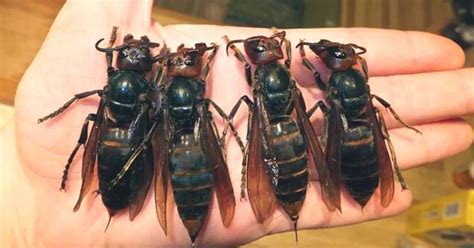 'Murder Hornets' Are Bad, But Don't Quite Live Up To Their Name
