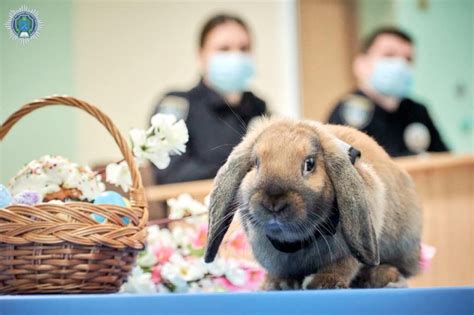 The Rabbit Became The University Mascot - The Cutest