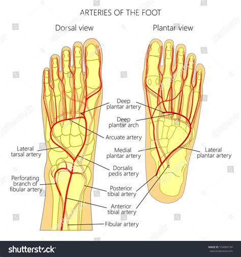 Peroneal artery : 60 images, photos et images vectorielles de stock ...