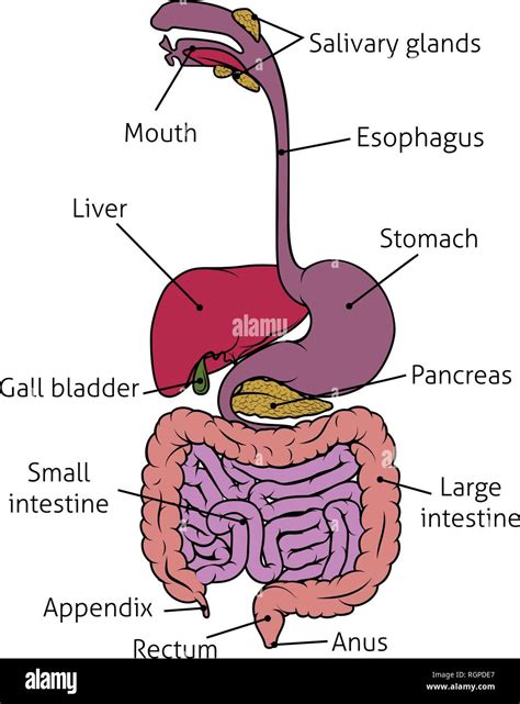 Human Intestines Diagram