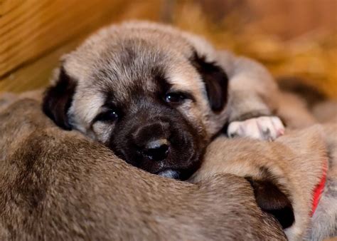 Our Kangal Dogs - Evans Mill Cattle Company