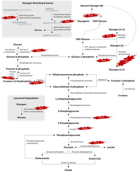 Glycogen metabolism and glycogen storage disorders - Kanungo - Annals ...