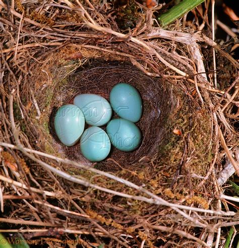 Hedge Sparrow nest with eggs photo WP03711