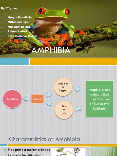 Amphibia | PDF