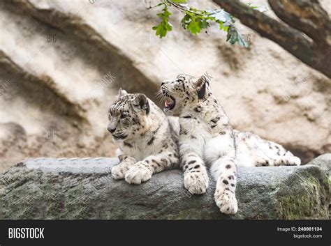 Cat Snow Leopard - Image & Photo (Free Trial) | Bigstock