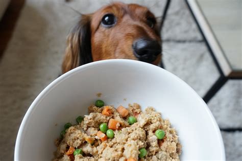 The Best Organic, All Natural, and Grain-Free Dog Foods (2022 Reviews ...