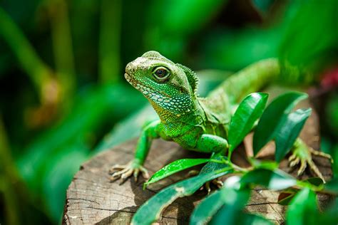 5 Ways to Distinguish Reptiles From Amphibians and Fish