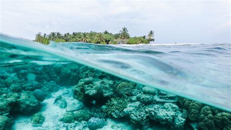 Ocean Underwater Coral Reef Landscape View Trees Island Waves HD Ocean Wallpapers | HD ...