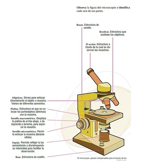 Las Principales Partes Del Microscopio Y Sus Funciones | atelier-yuwa.ciao.jp