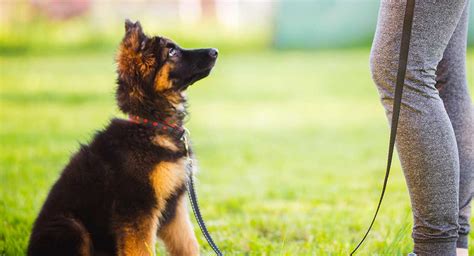 German Shepherd Training – Keeping Clever Dogs Entertained