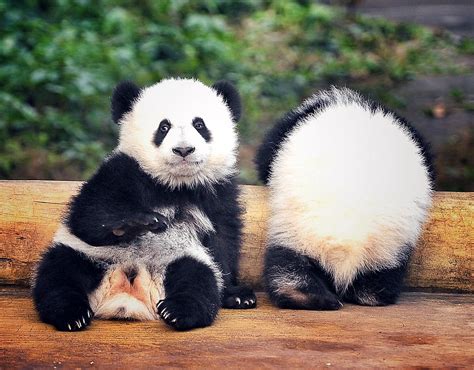 Super-cute panda twins make debut in Chongqing - Global Times