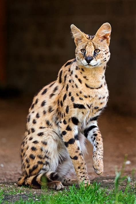 Serval | Serval cats, Serval, Wild cats