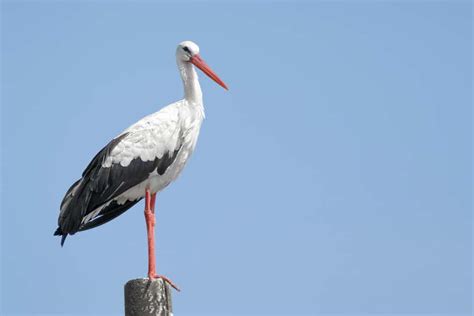 Stork Symbolism: 11 Spiritual Meanings of Stork