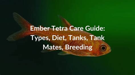 Ember Tetra Care Guide: Types, Diet, Tanks, Tank Mates, Breeding