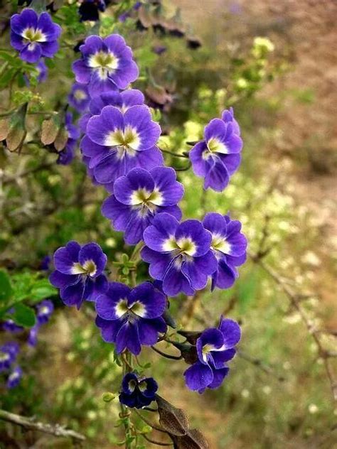 Blue Nastartium | Nasturtium, Flower garden plans, Rare flowers